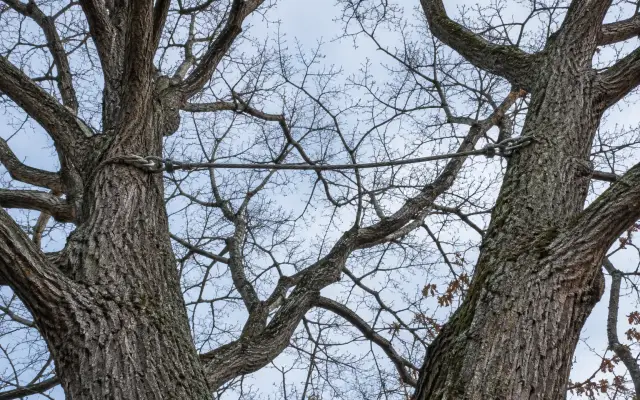 A support cable strung between two stems in the crown of a large tree in autumn