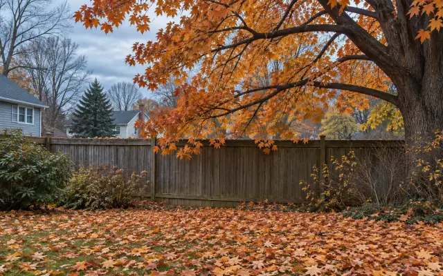 Branches of a large tree hanging over a fence into the next yard