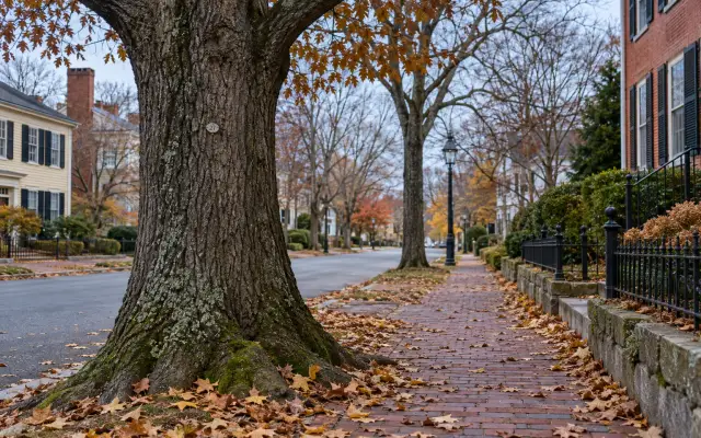An old shade tree with a numbered tag on its trunk beside a sidewalk