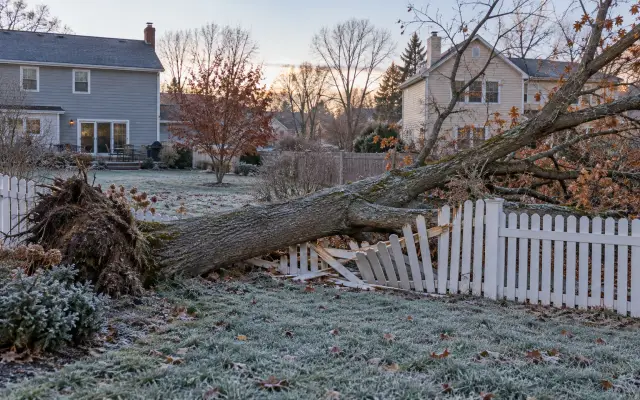 A fallen tree across a backyard fence between two houses